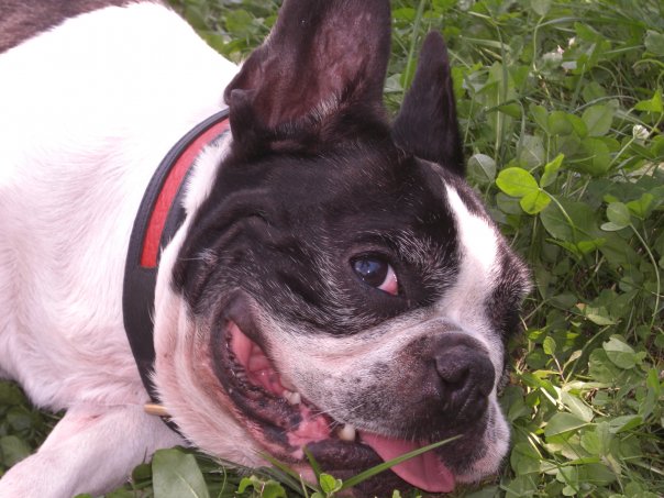 Pongo (Sans Affixe)
