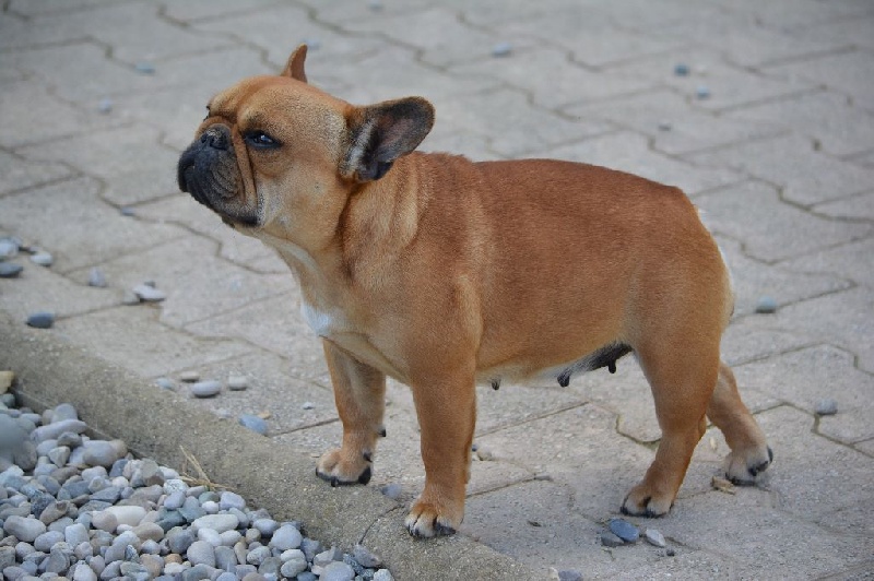 Hot spicy in the Purple Moon