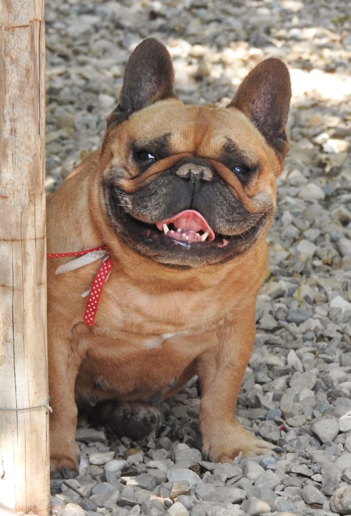 Estrella de luxe in the Purple Moon