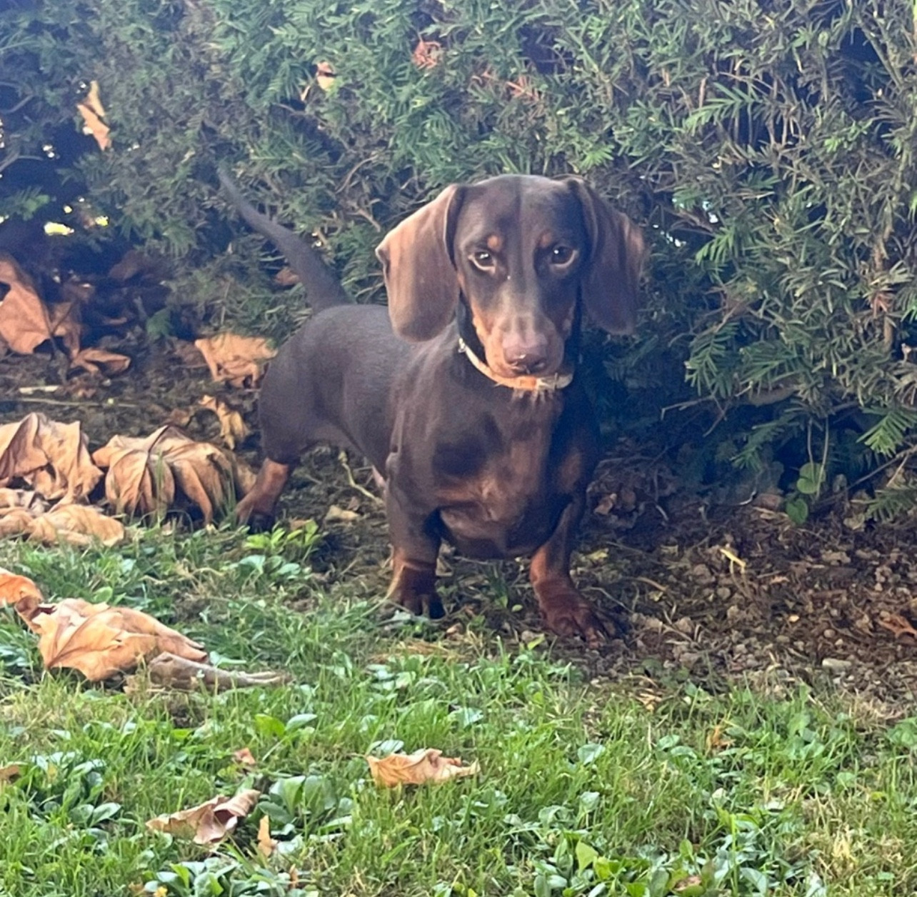 Quixote De casa d Avoiola