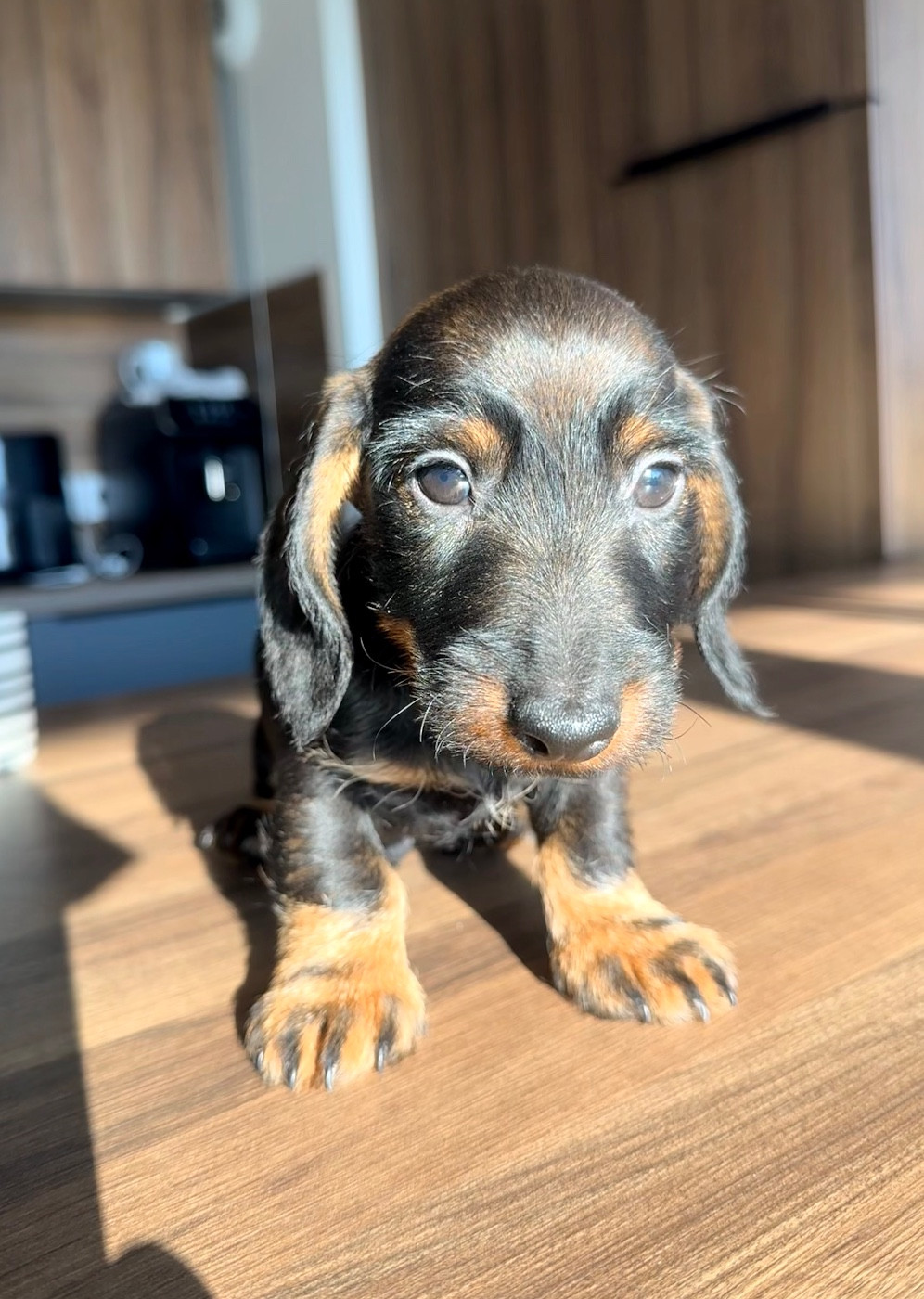 in the Purple Moon - Chiots disponibles - Teckel poil dur