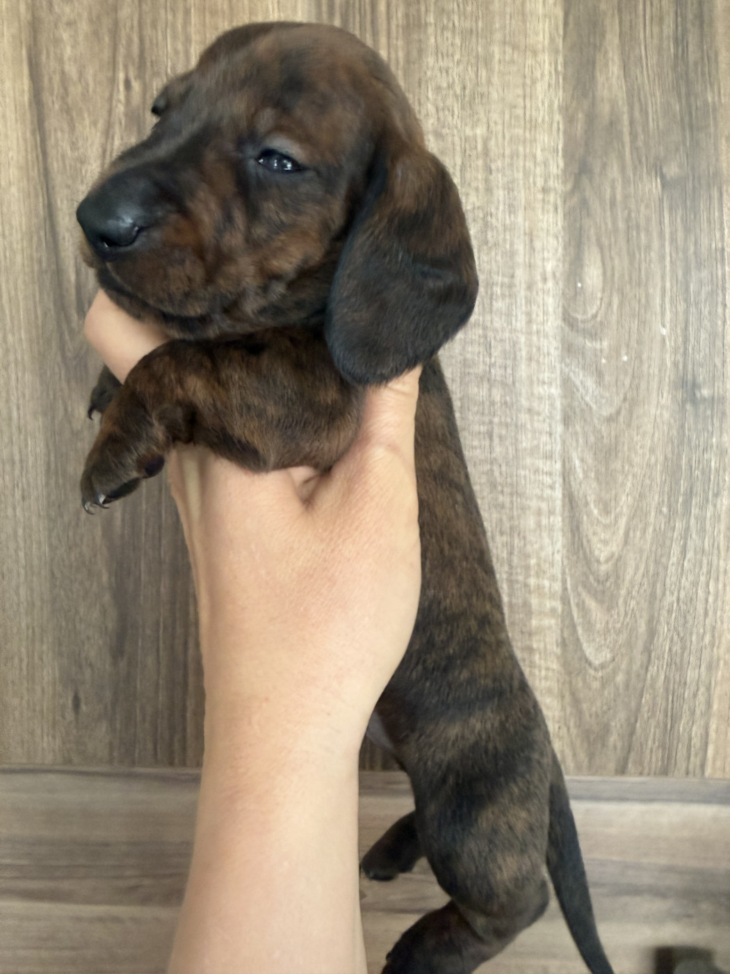 in the Purple Moon - Chiots disponibles - Teckel poil ras