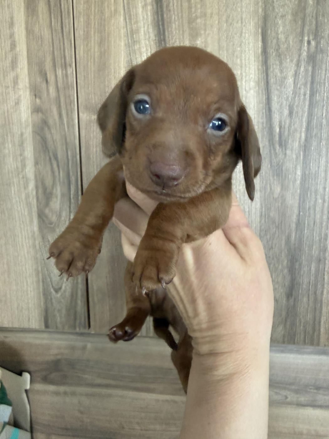 in the Purple Moon - Chiots disponibles - Teckel poil ras