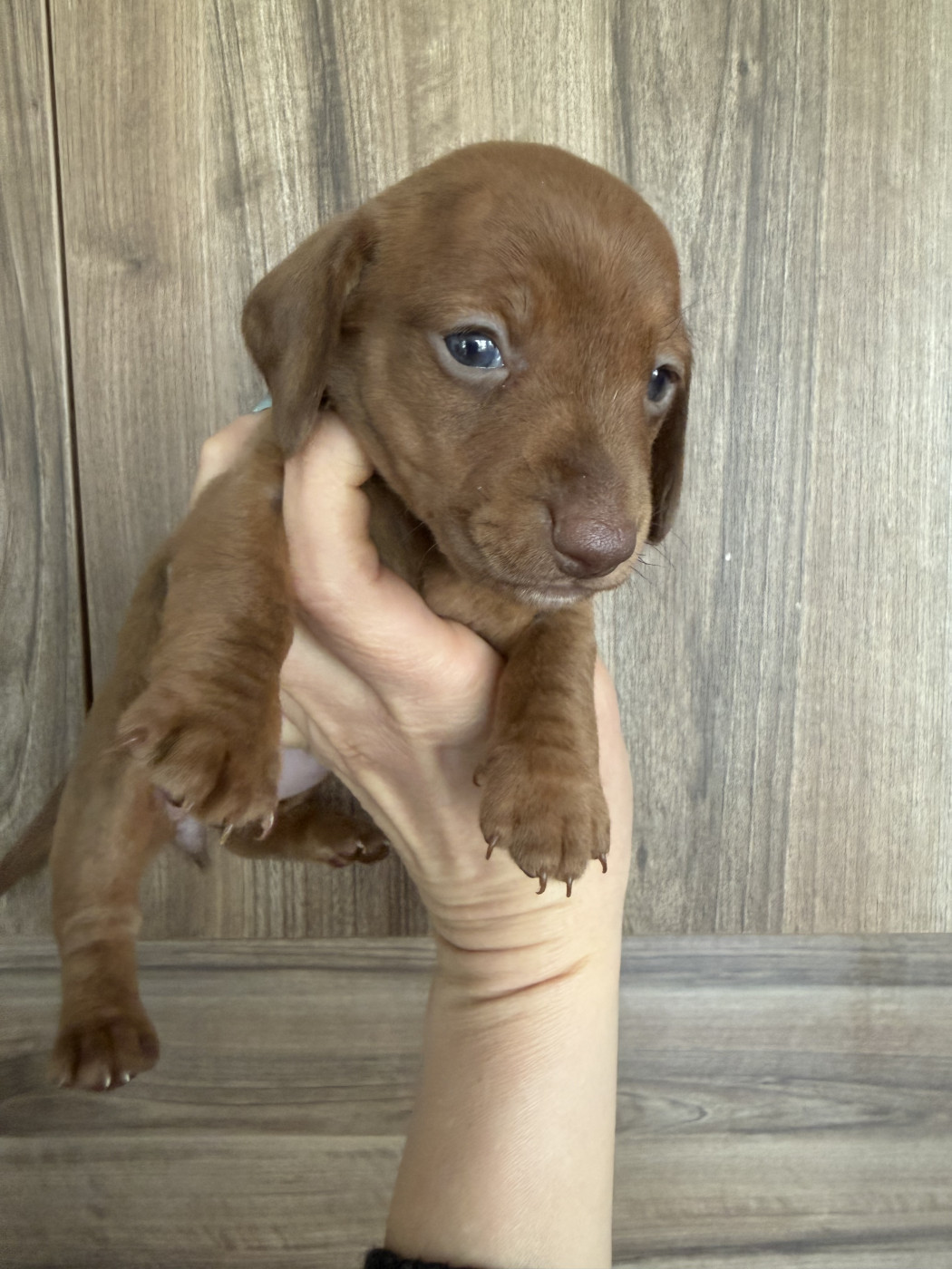 in the Purple Moon - Chiots disponibles - Teckel poil ras