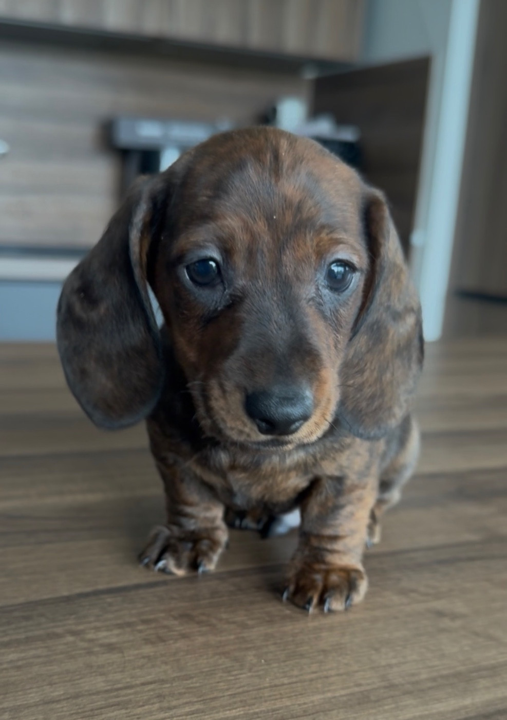 in the Purple Moon - Chiots disponibles - Teckel poil ras