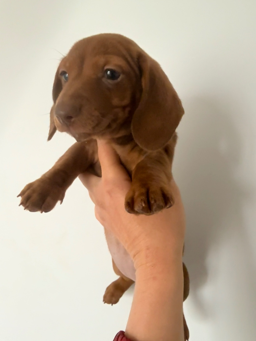 in the Purple Moon - Chiots disponibles - Teckel poil ras