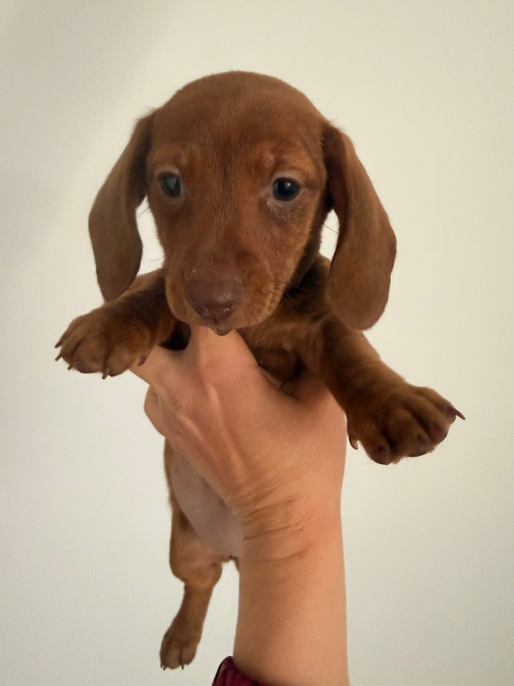 in the Purple Moon - Chiots disponibles - Teckel poil ras