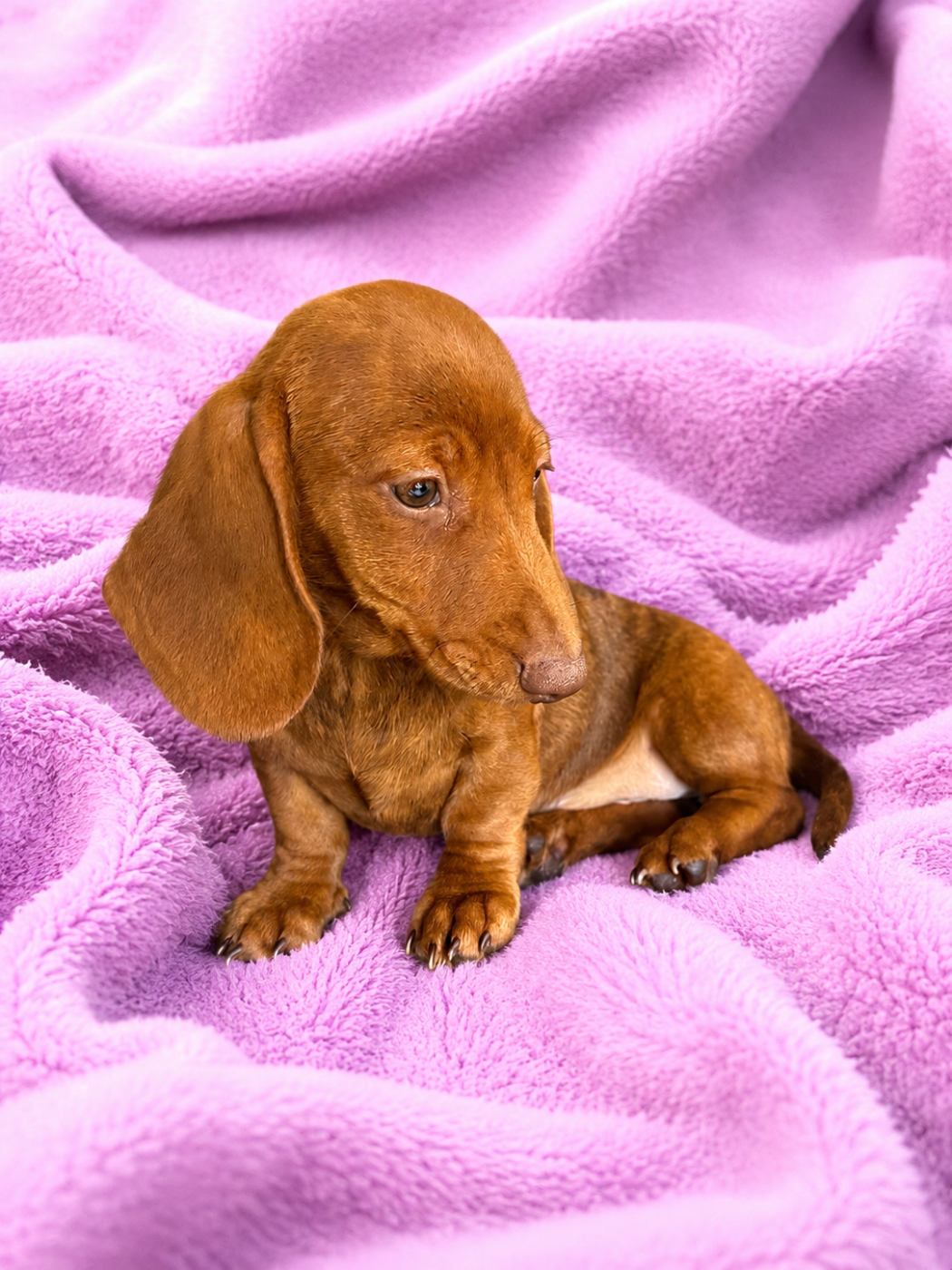 in the Purple Moon - Chiots disponibles - Teckel poil ras