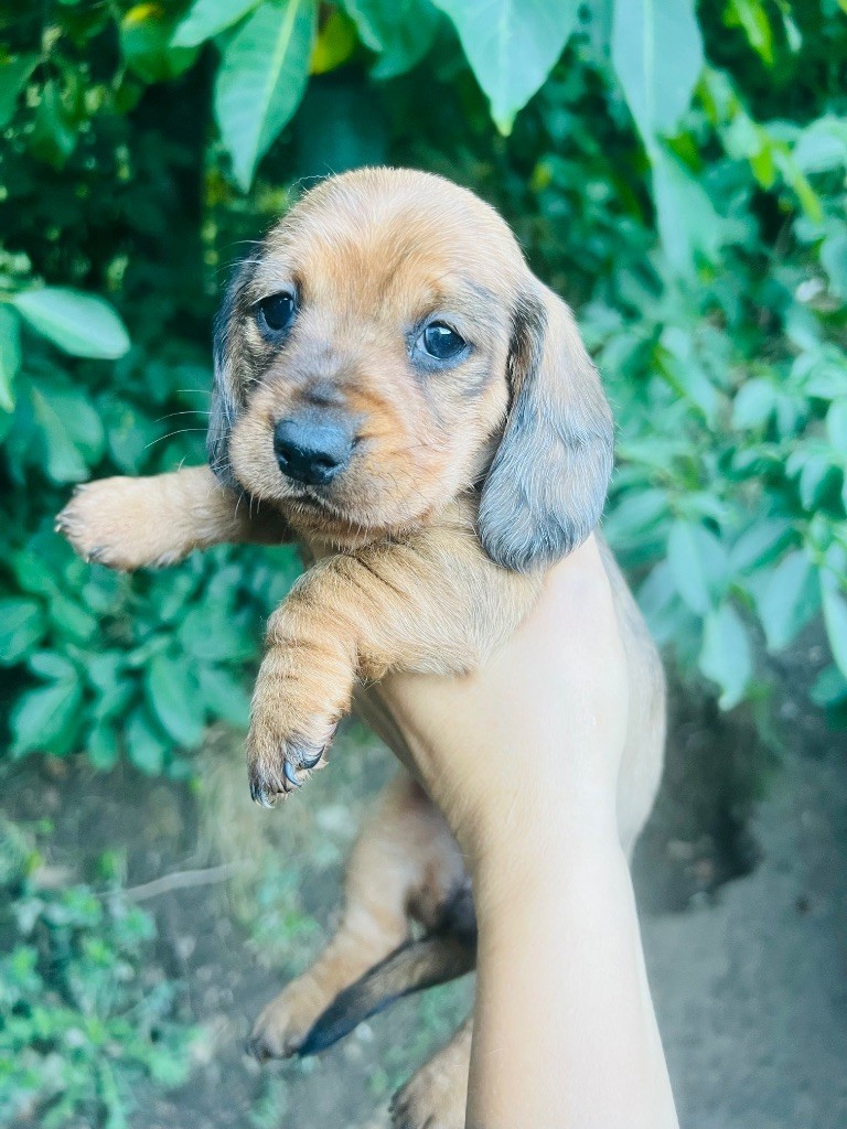 in the Purple Moon - Chiots disponibles - Teckel poil dur