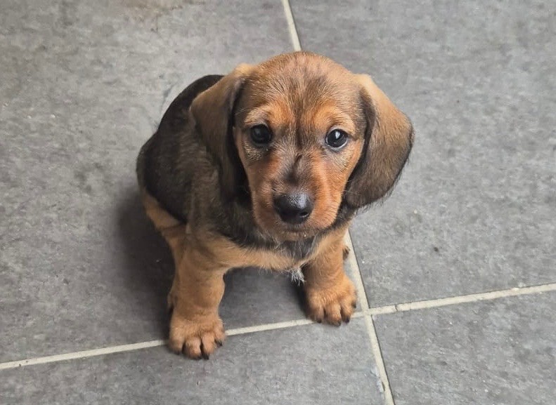 in the Purple Moon - Chiots disponibles - Teckel poil dur