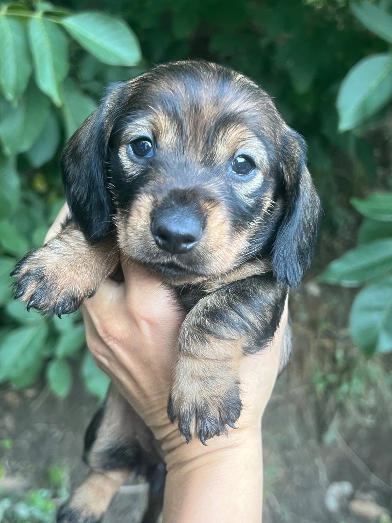 in the Purple Moon - Chiots disponibles - Teckel poil dur