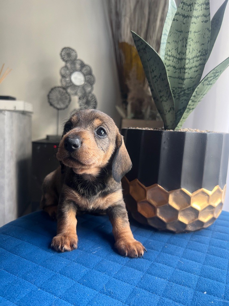 in the Purple Moon - Chiots disponibles - Teckel poil dur