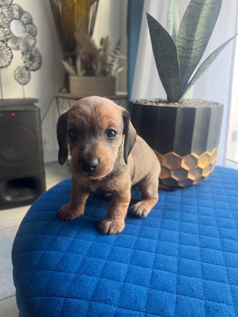 in the Purple Moon - Chiots disponibles - Teckel poil dur