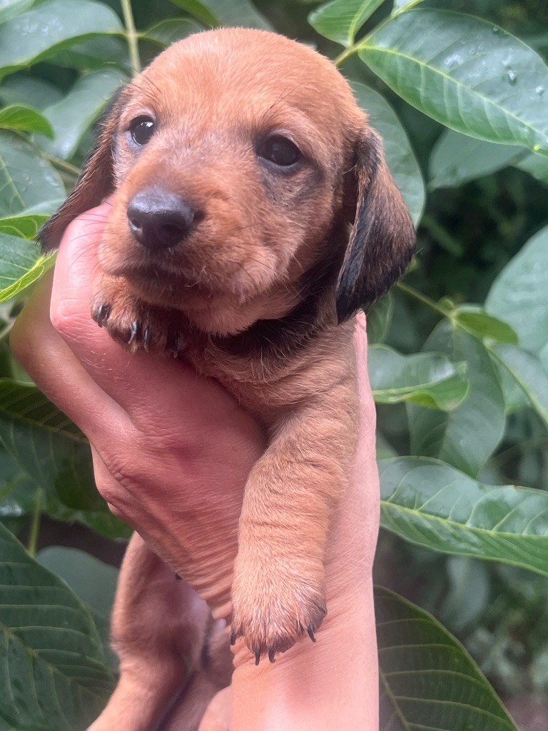 in the Purple Moon - Chiots disponibles - Teckel poil dur