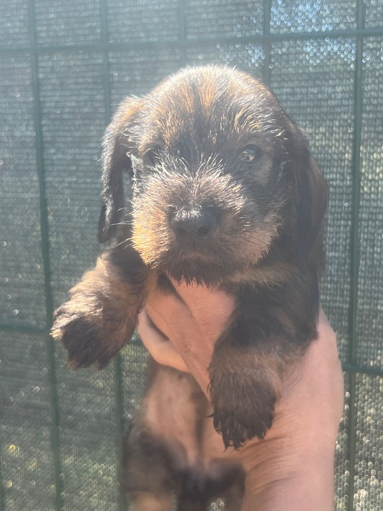 in the Purple Moon - Chiots disponibles - Teckel poil dur