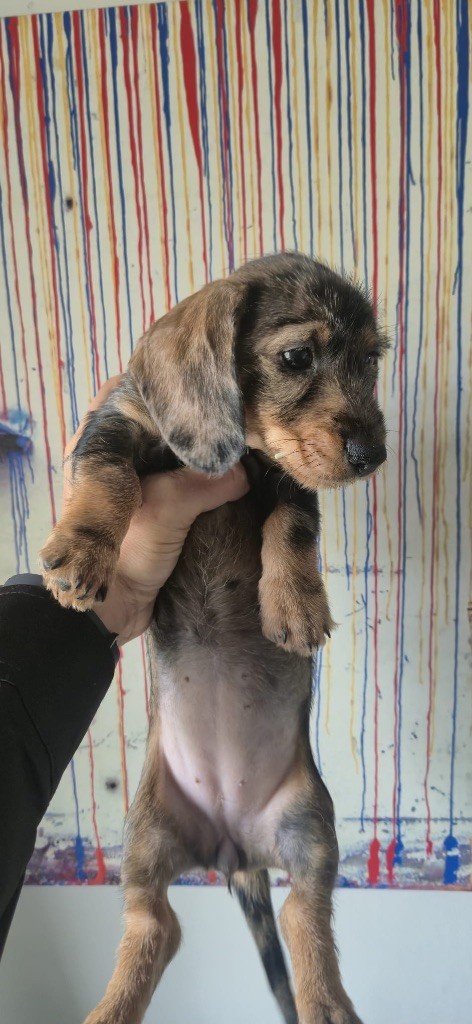 in the Purple Moon - Chiots disponibles - Teckel poil dur