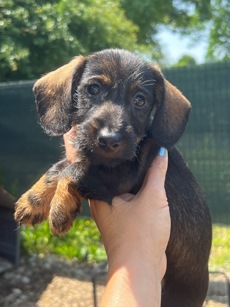 in the Purple Moon - Chiots disponibles - Teckel poil dur