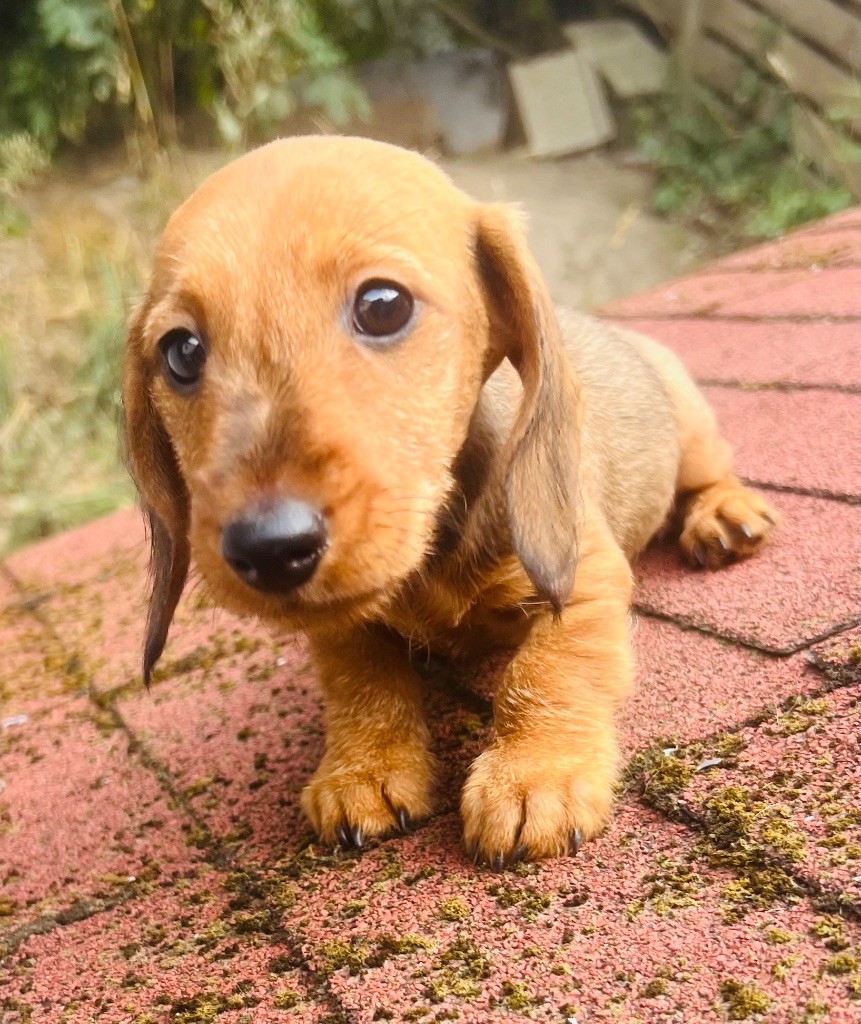 in the Purple Moon - Chiots disponibles - Teckel poil dur
