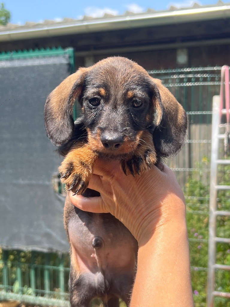 in the Purple Moon - Chiots disponibles - Teckel poil dur