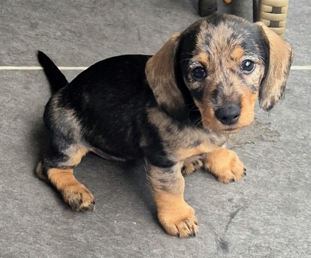 in the Purple Moon - Chiots disponibles - Teckel poil dur