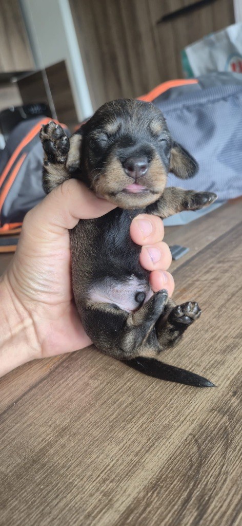 in the Purple Moon - Chiots disponibles - Teckel poil dur