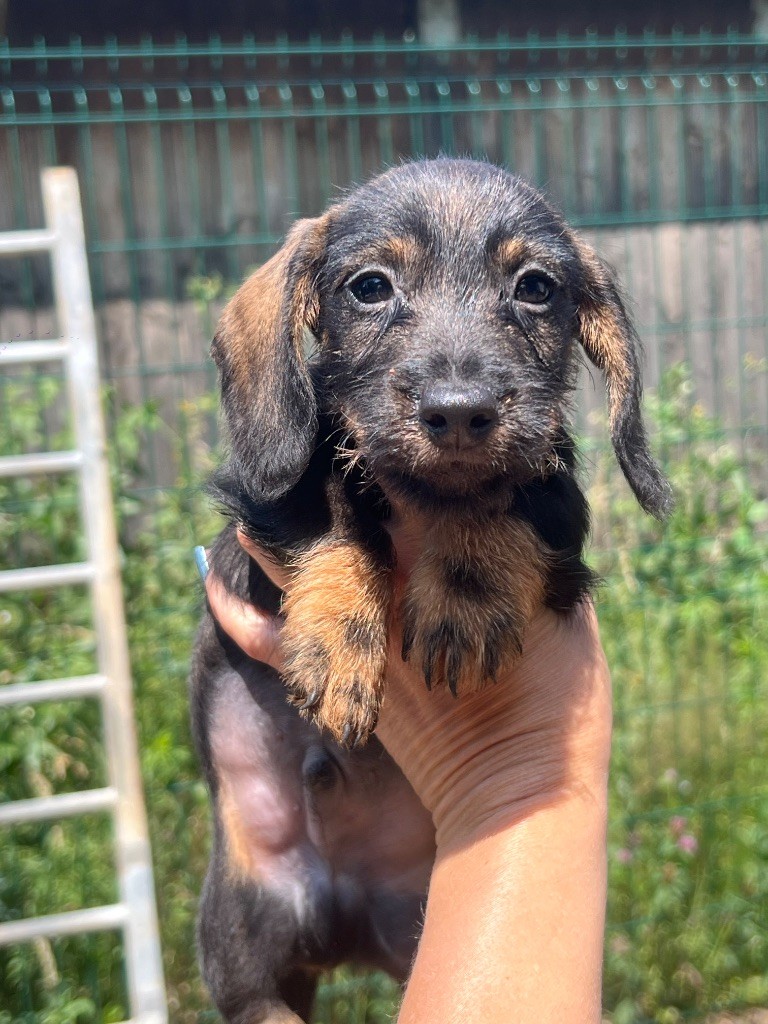 in the Purple Moon - Chiots disponibles - Teckel poil dur