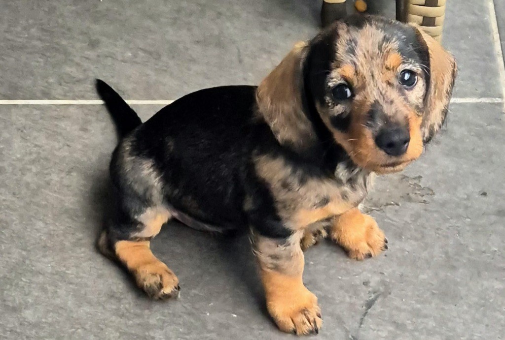 in the Purple Moon - Chiots disponibles - Teckel poil dur